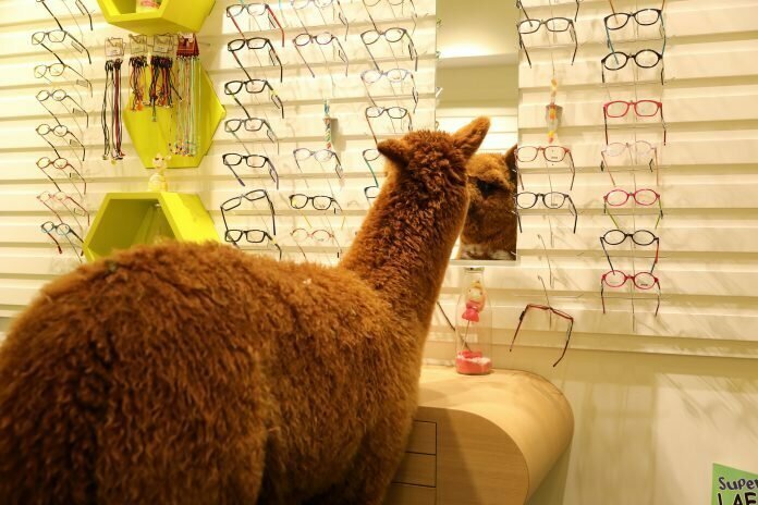 Альпака сбежала с фермы и заглянула в оптику, чтобы выбрать очки