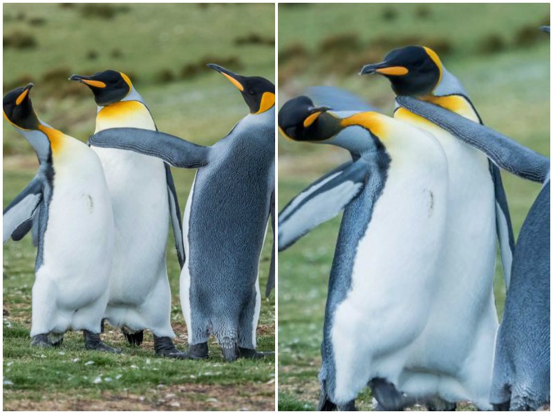 Пингвин получил эпичную пощечину в битве за самку