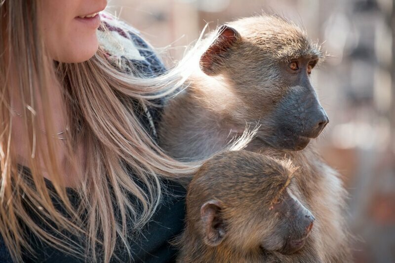Девушка променяла гламурную жизнь на уход за осиротевшими обезьянками 