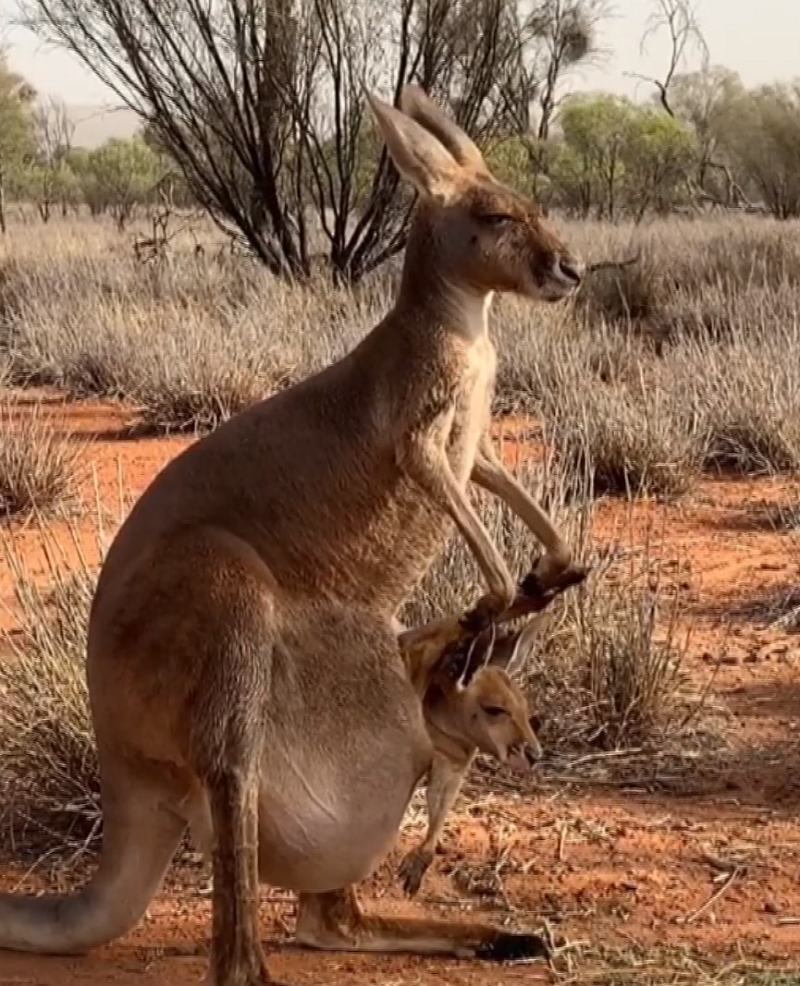 Детеныш знаменитого кенгуру-атлета не влезает в сумку матери