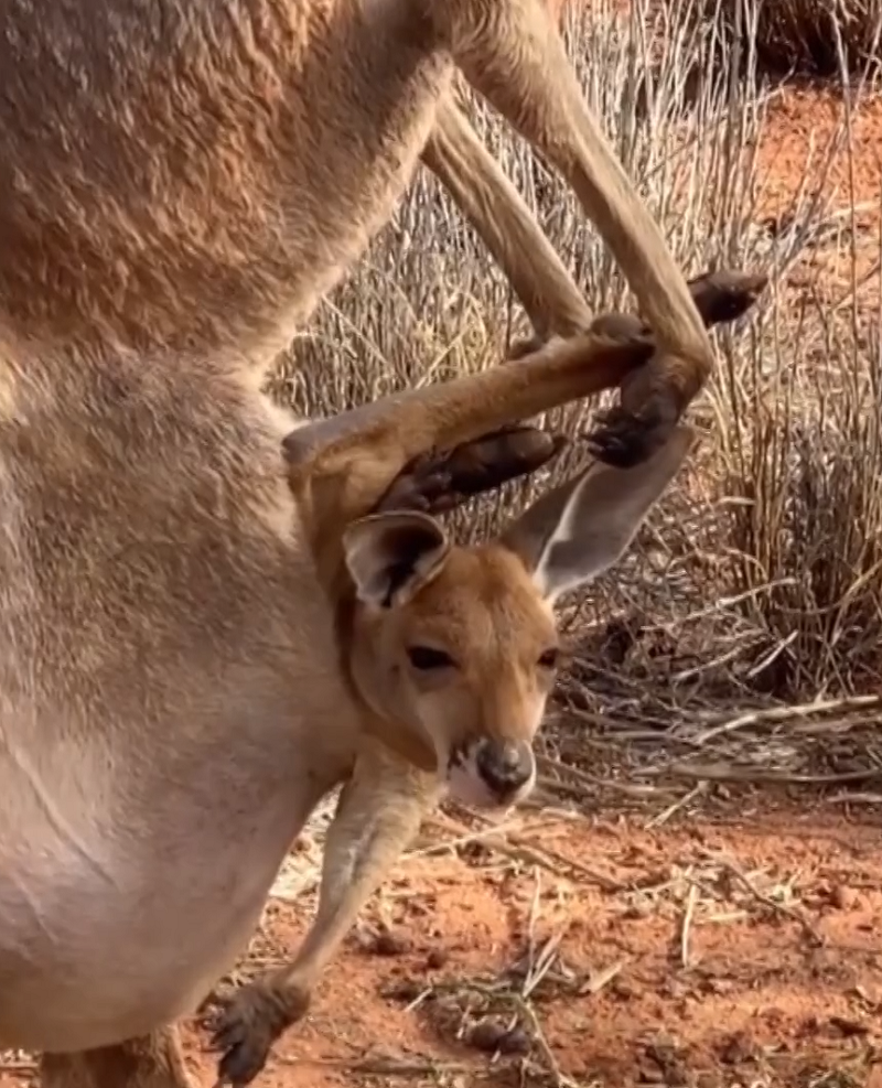Детеныш знаменитого кенгуру-атлета не влезает в сумку матери