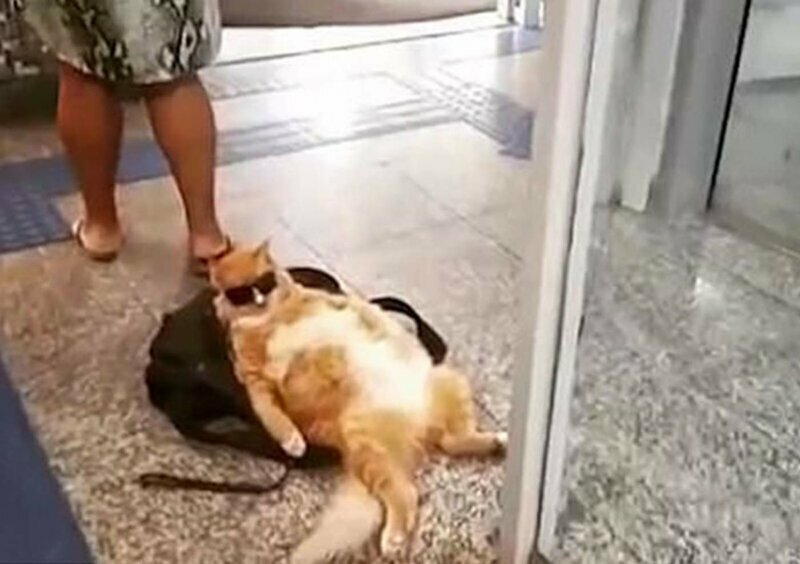 Бразильский рыжий кот решил отдохнуть прямо у входа в банк
