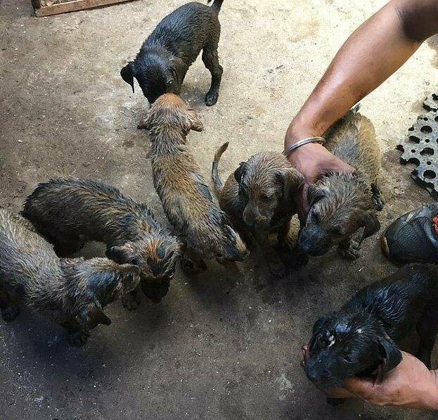 В Индии волонтёры спасли щенков, попавших в гудрон