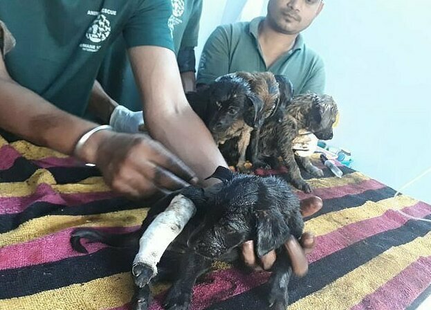 В Индии волонтёры спасли щенков, попавших в гудрон