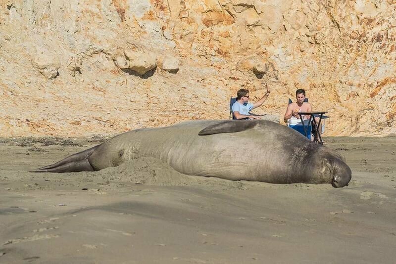 Морские слоны вернулись на пляжи Калифорнии спустя 150 лет