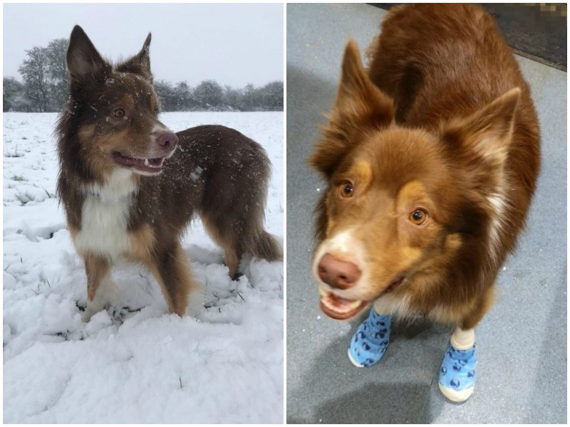 Пес сильно травмировал лапы на прогулке по морозу - урок всем собачникам