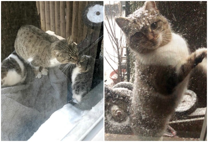 Отчаянная мать в мороз принесла котят к людям, и только через год вернулась сама