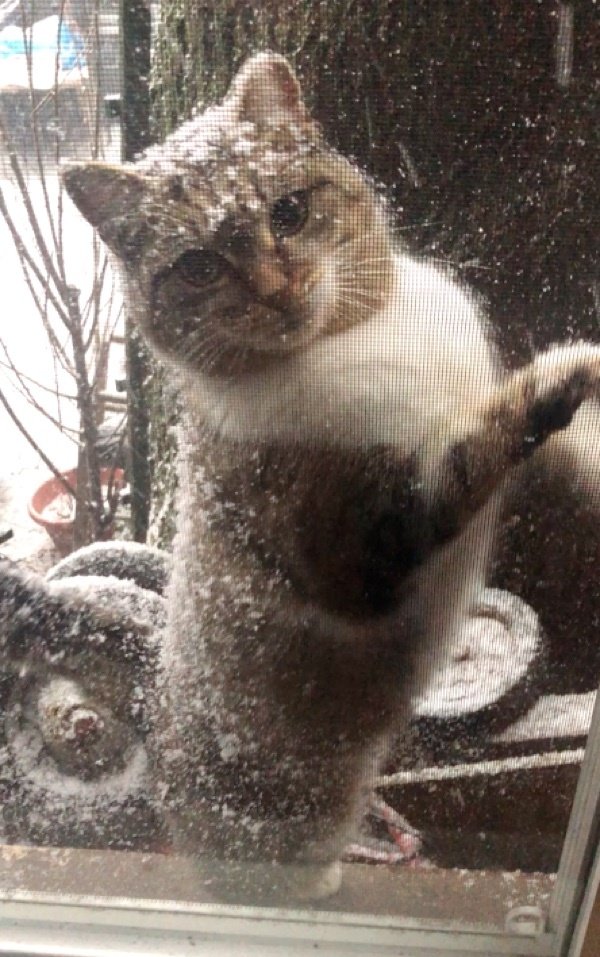 Отчаянная мать в мороз принесла котят к людям, и только через год вернулась сама