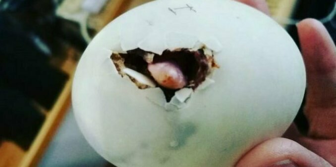 В качестве эксперимента женщина купила яйцо и завела себе нового друга