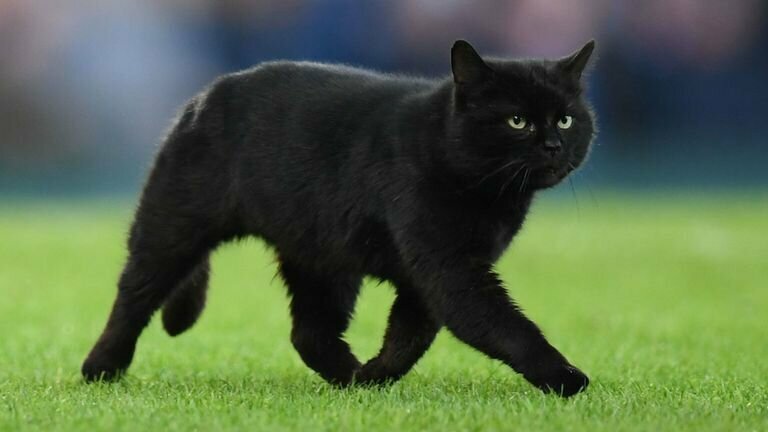 Во время футбольного матча черный кот выскочил на поле, чем рассмешил болельщиков