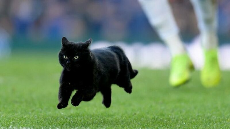 Во время футбольного матча черный кот выскочил на поле, чем рассмешил болельщиков