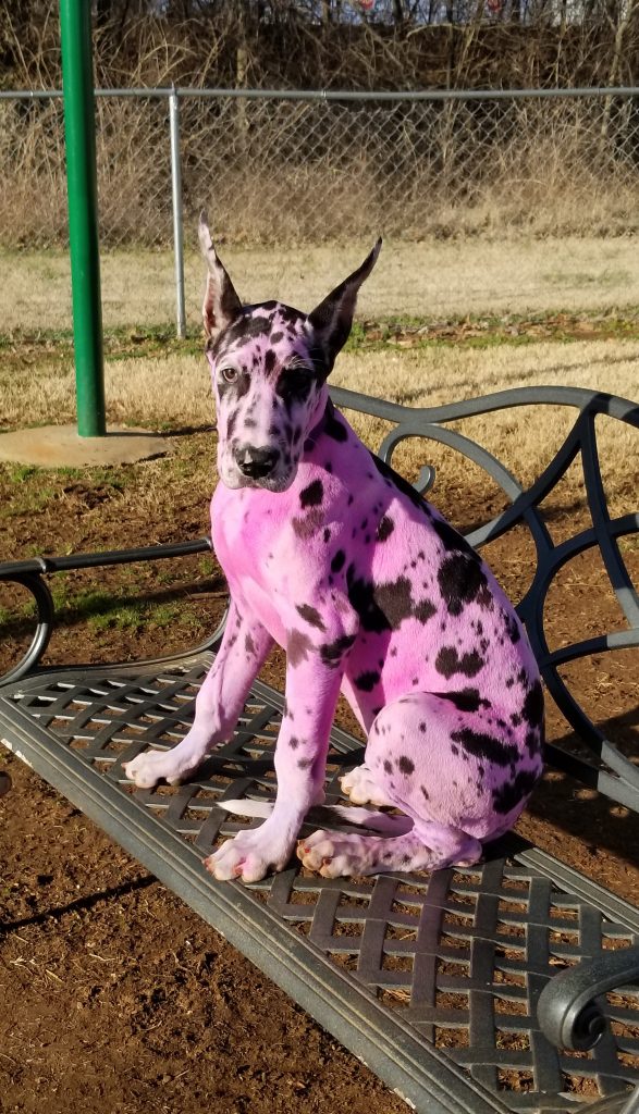 Хозяйка хотела сделать собаку дружелюбнее - и покрасила ее в розовый