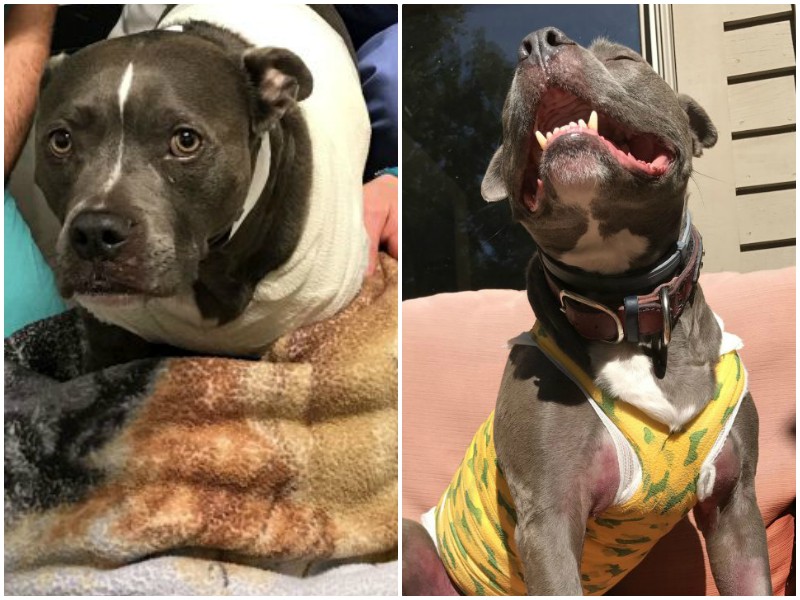 Ему оставалось жить 9 месяцев, но храбрый пес победил рак
