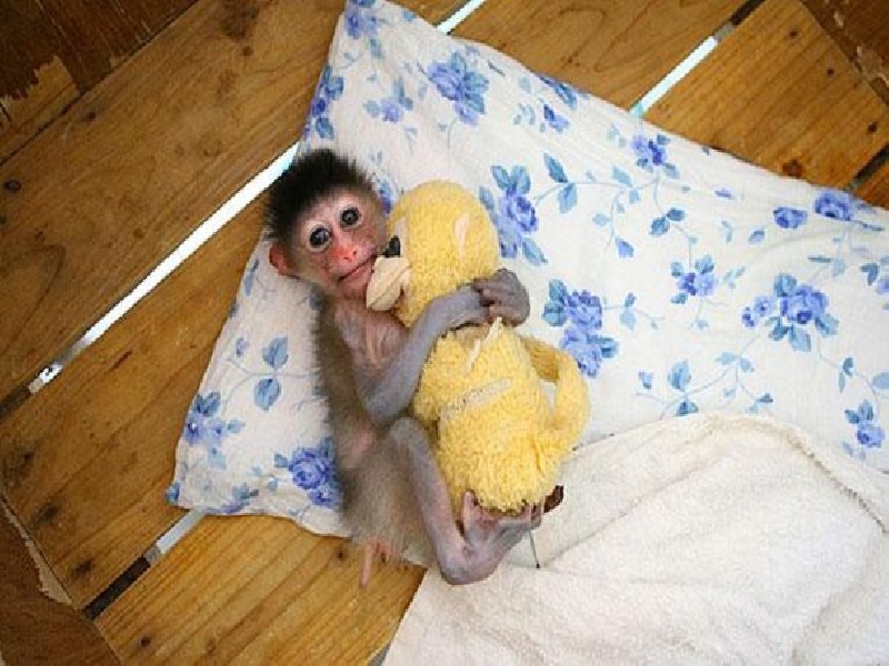 Трогательный взгляд маленькой обезьянки говорит за себя.