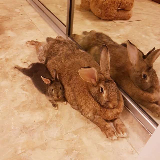 Карликовый кролик и крольчиха в четыре раза больше него: история любви