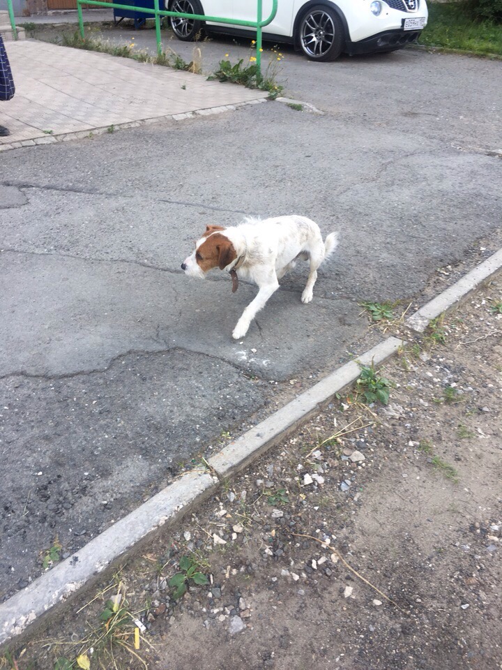 Породистый пес прыгал по улицам на трех лапах