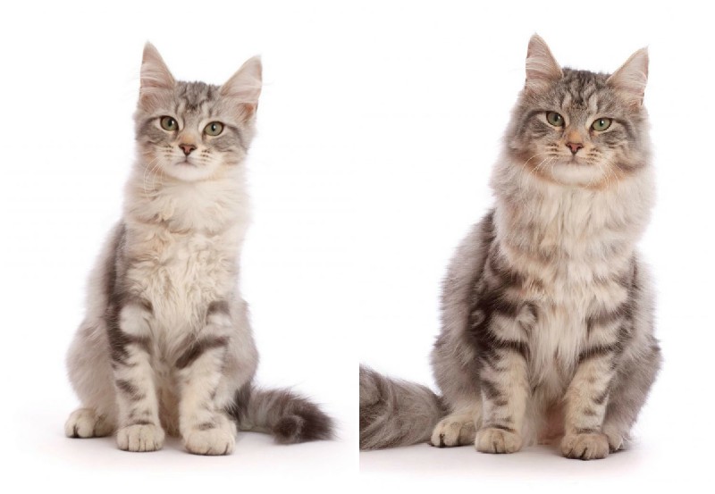 30-секундное видео о том, как котенок превращается во взрослую кошку