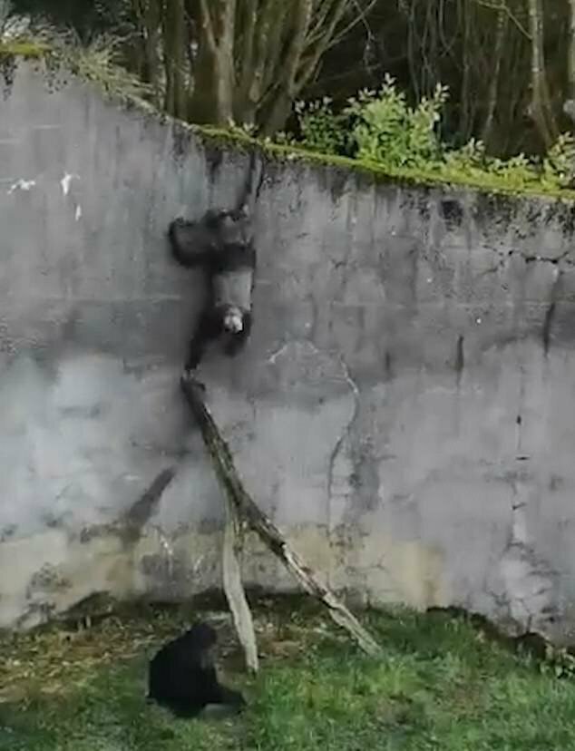 Шимпанзе устроили побег из зоопарка, собрав лестницу
