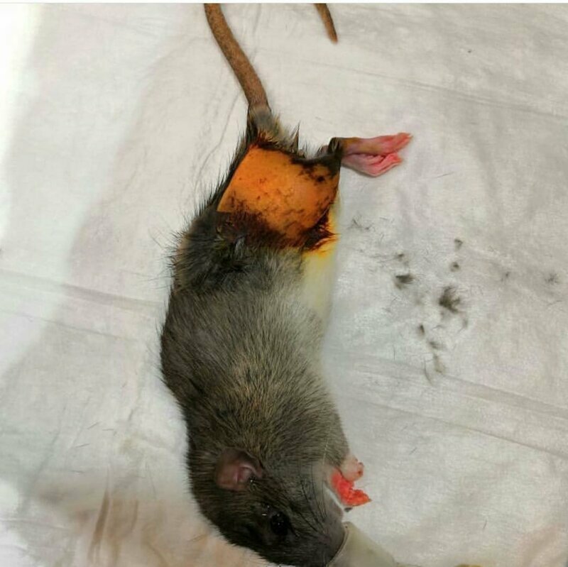 В Уфе врачи прооперировали крысу, сломавшую лапку