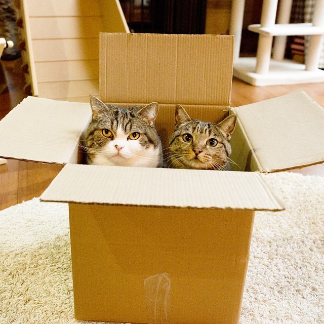 Эти коты не представляют свою жизнь без коробок