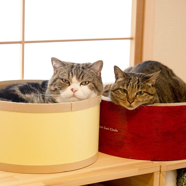 Эти коты не представляют свою жизнь без коробок