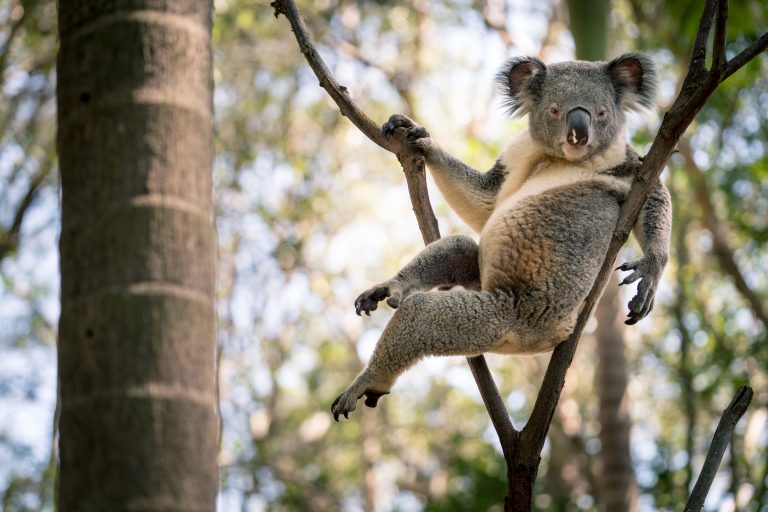 Мачо на ветке: коала в провокационной позе рассмешила пользователей 