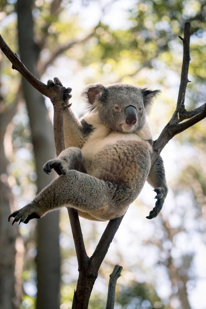 Мачо на ветке: коала в провокационной позе рассмешила пользователей 
