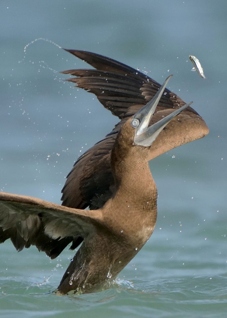 Фотограф спас птицу, запутавшуюся в рыболовных снастях