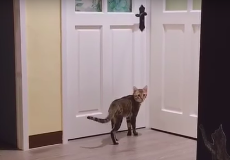 "Кто-нибудь впустит меня в комнату?": кот научился открывать дверь 