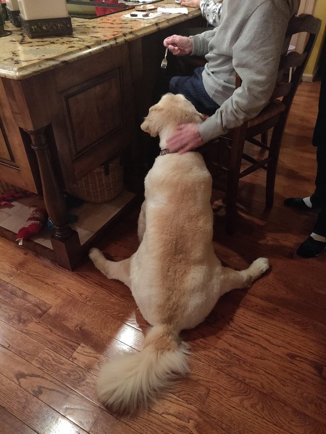 18. "Моя собака всегда сидит так, когда дедушка кормит ее с вилки за столом"