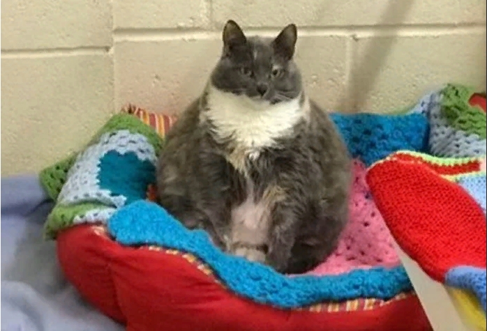 Самая толстая кошка Великобритании в пятый раз нашла хозяина