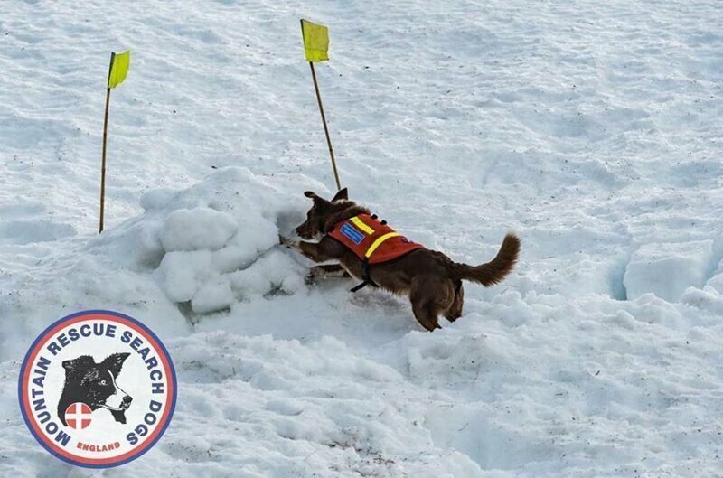 Это рекорд: собака-спасатель обнаружила в снегу оператора за 30 секунд