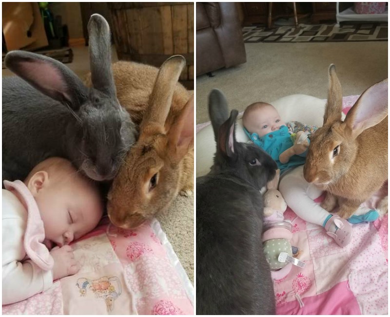 Пара кроликов приняла новорожденную девочку за свою дочку