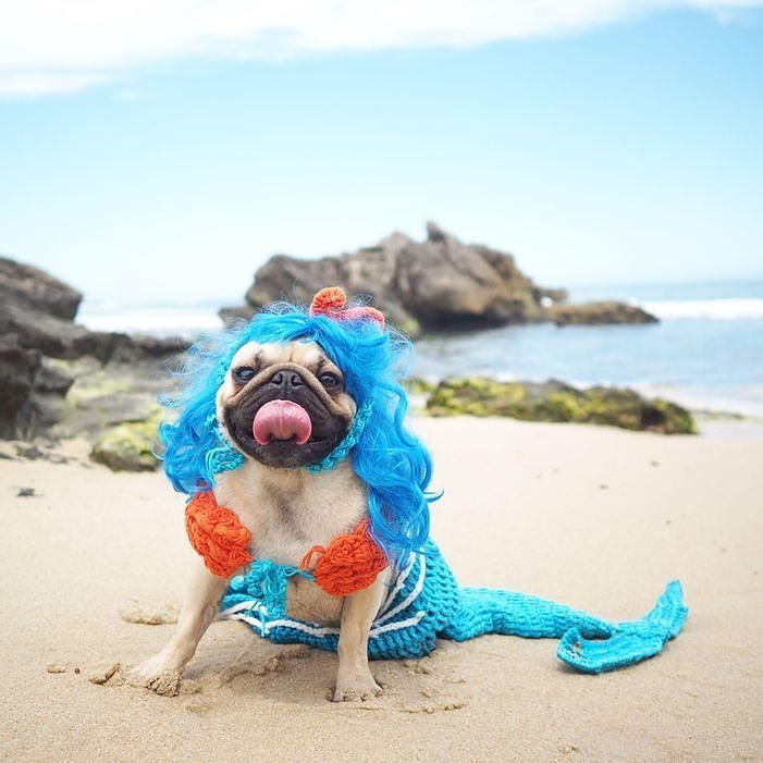 27 снимков, которые убедят вас, что мопсы - самые смешные собаки на планете