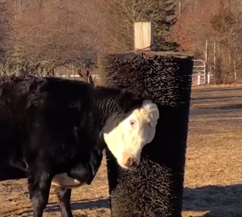 Коровье счастье: фермер установил чесалку для буренок 