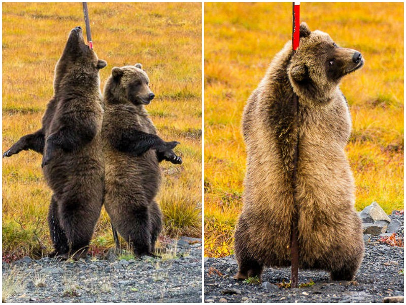 Трутся спиной медведи: фотограф заснял двух смешных гризли