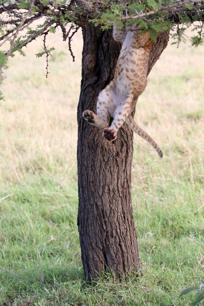 Любопытный львенок залез на дерево и получил важный урок