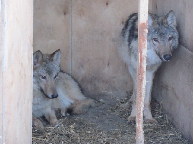 Два забитых волчонка жались друг к другу в тесной клетке