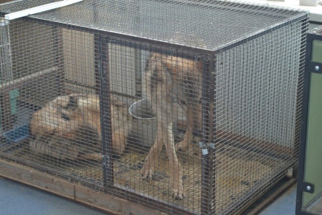 Два забитых волчонка жались друг к другу в тесной клетке