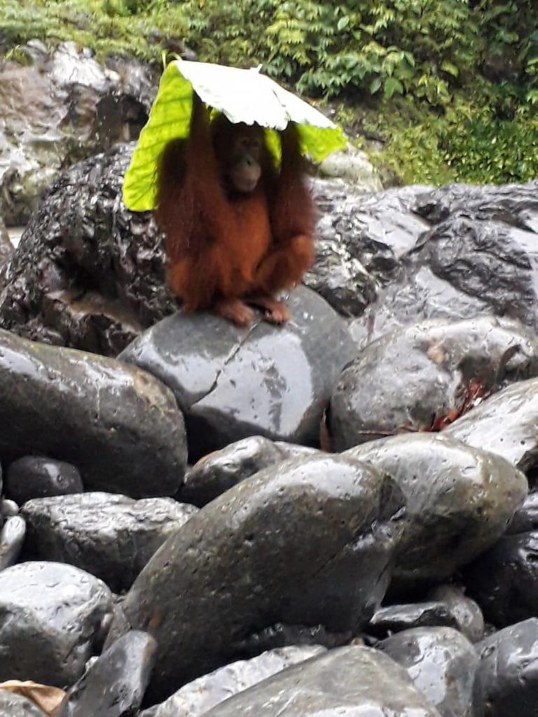 Сообразительная обезьяна использует листья, чтобы защитить детеныша от дождя