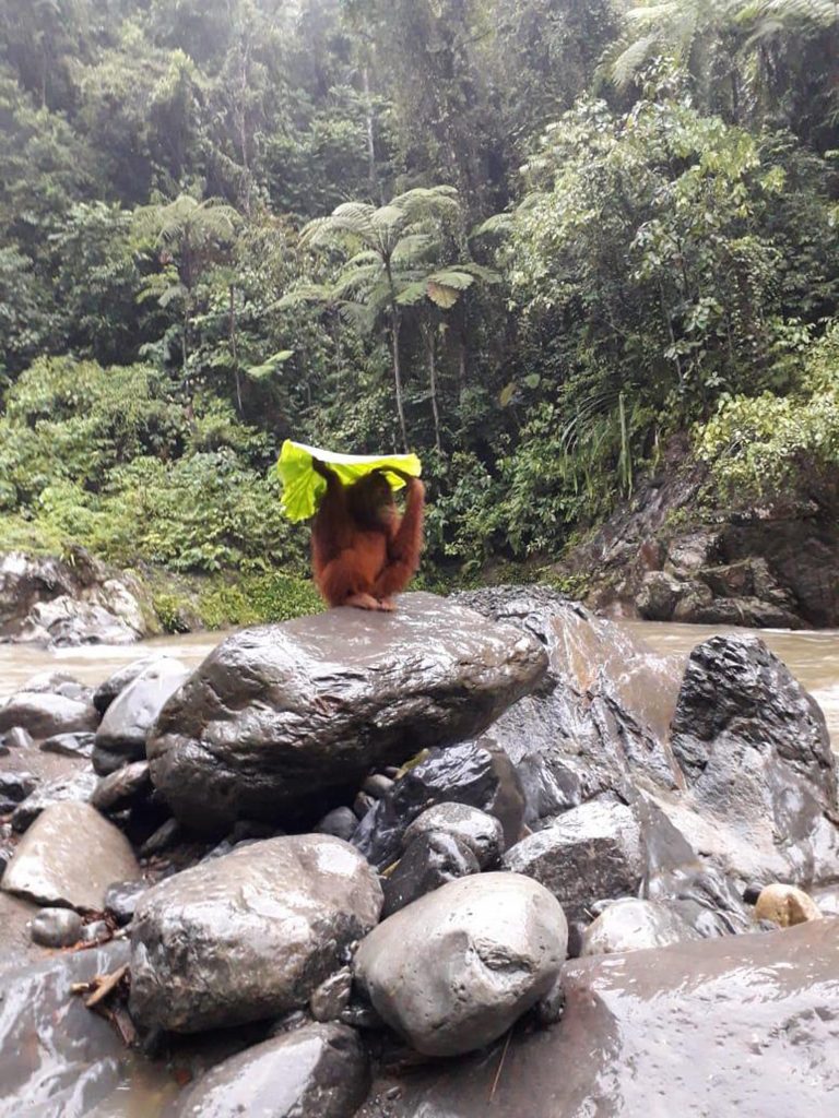 Сообразительная обезьяна использует листья, чтобы защитить детеныша от дождя
