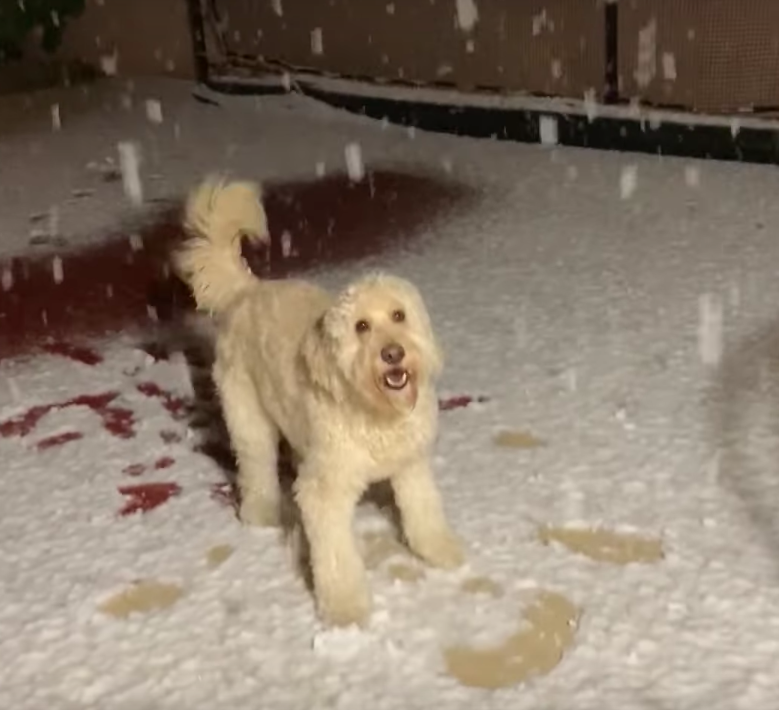 Собака впервые в жизни увидела снег и очень удивилась