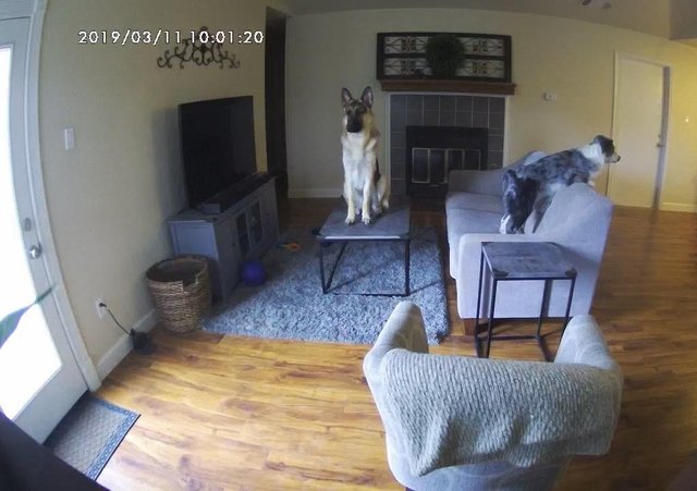 4. "Поставил дома камеру наблюдения с прямым эфиром, чтобы посмотреть, чем же там занимаются мои собаки, пока я работаю..."