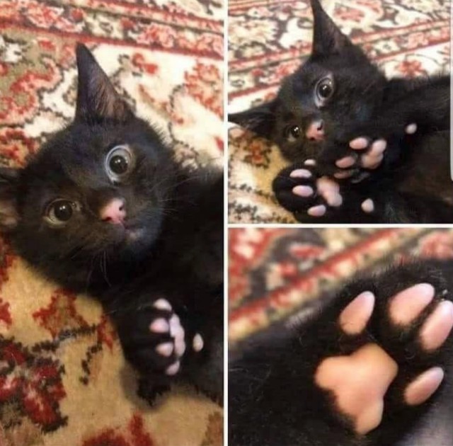 1. Умилительный черный котенок с розовым носом и подушечками лапок