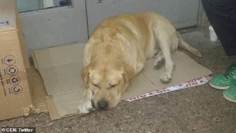 Пёс целую неделю ждал своего хозяина у дверей больницы