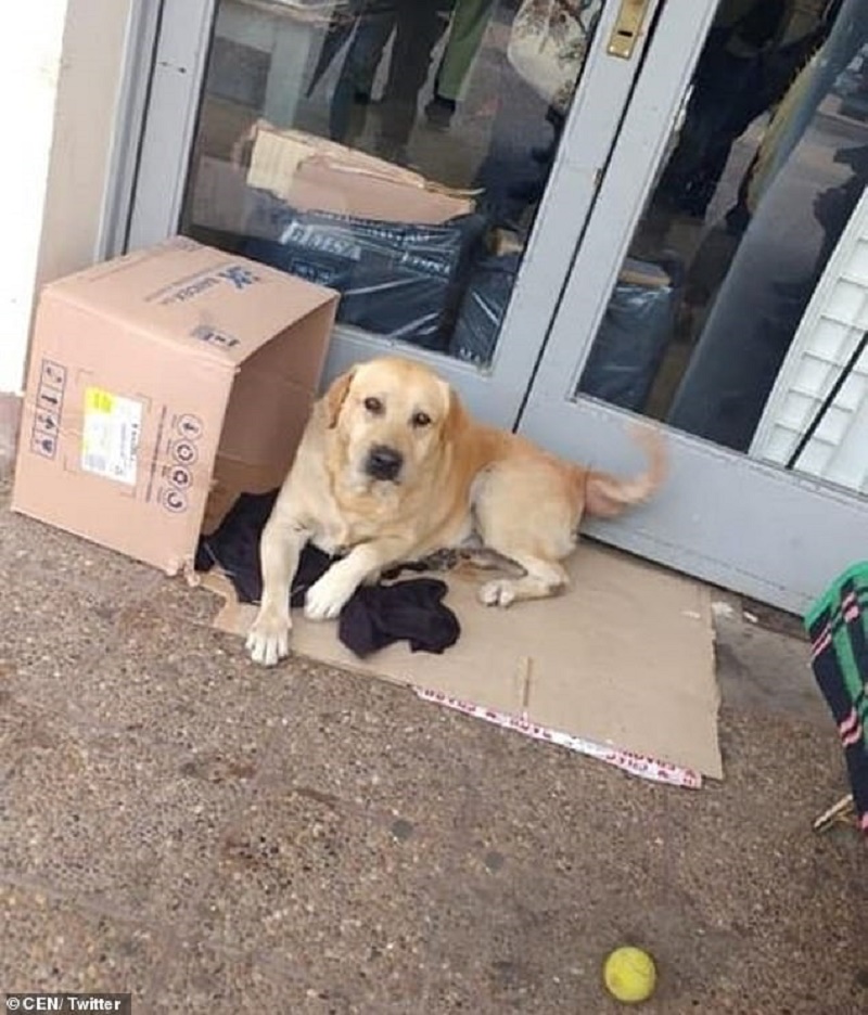 Пёс целую неделю ждал своего хозяина у дверей больницы