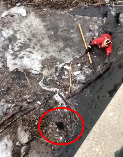 Тонущий в ледяной реке щенок чуть не ушел под лед