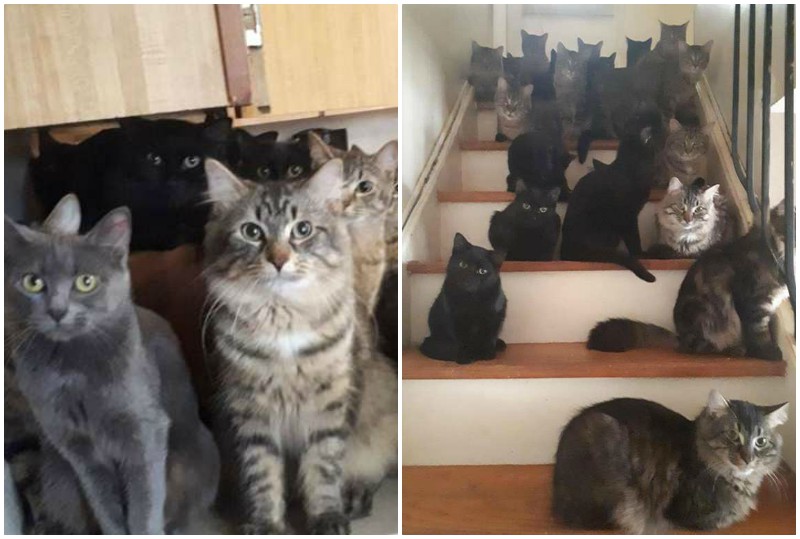 Женщина обратилась за помощью в приют, обнаружив дома 120 кошек