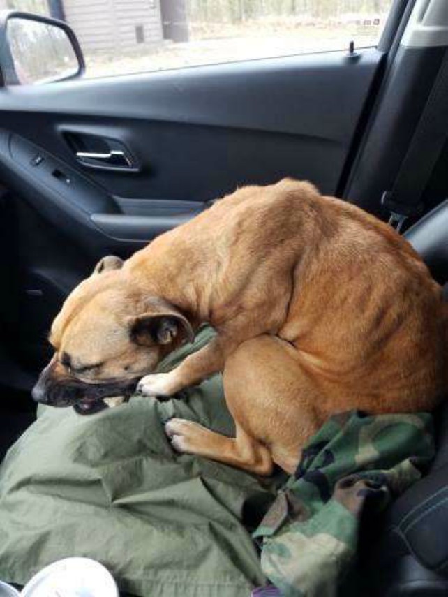 От отчаяния уличная собака запрыгнула в открытую дверь машины 