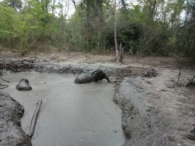 Слонята застряли в грязи и просидели в ловушке без еды и воды 3 дня